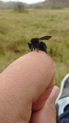 Bombus pauloensis