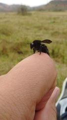 Bombus pauloensis