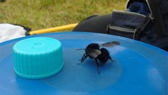 Bombus pauloensis