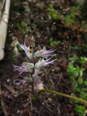 Lachenalia haarlemensis