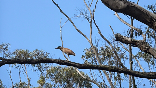 Nankeen Night Heron (Nycticorax caledonicus), photo 5