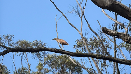 Nankeen Night Heron (Nycticorax caledonicus), photo 4