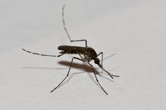 Aedes squamiger