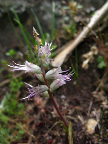 Lachenalia haarlemensis