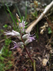 Lachenalia haarlemensis
