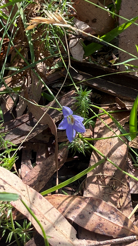 Australian bluebell (Wahlenbergia stricta)