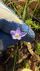 (c) Lukas Krug, some rights reserved (CC BY) Wahlenbergia stricta, photograph (c) Lukas Krug, some rights reserved (CC BY)