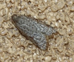 Meritastis piperata