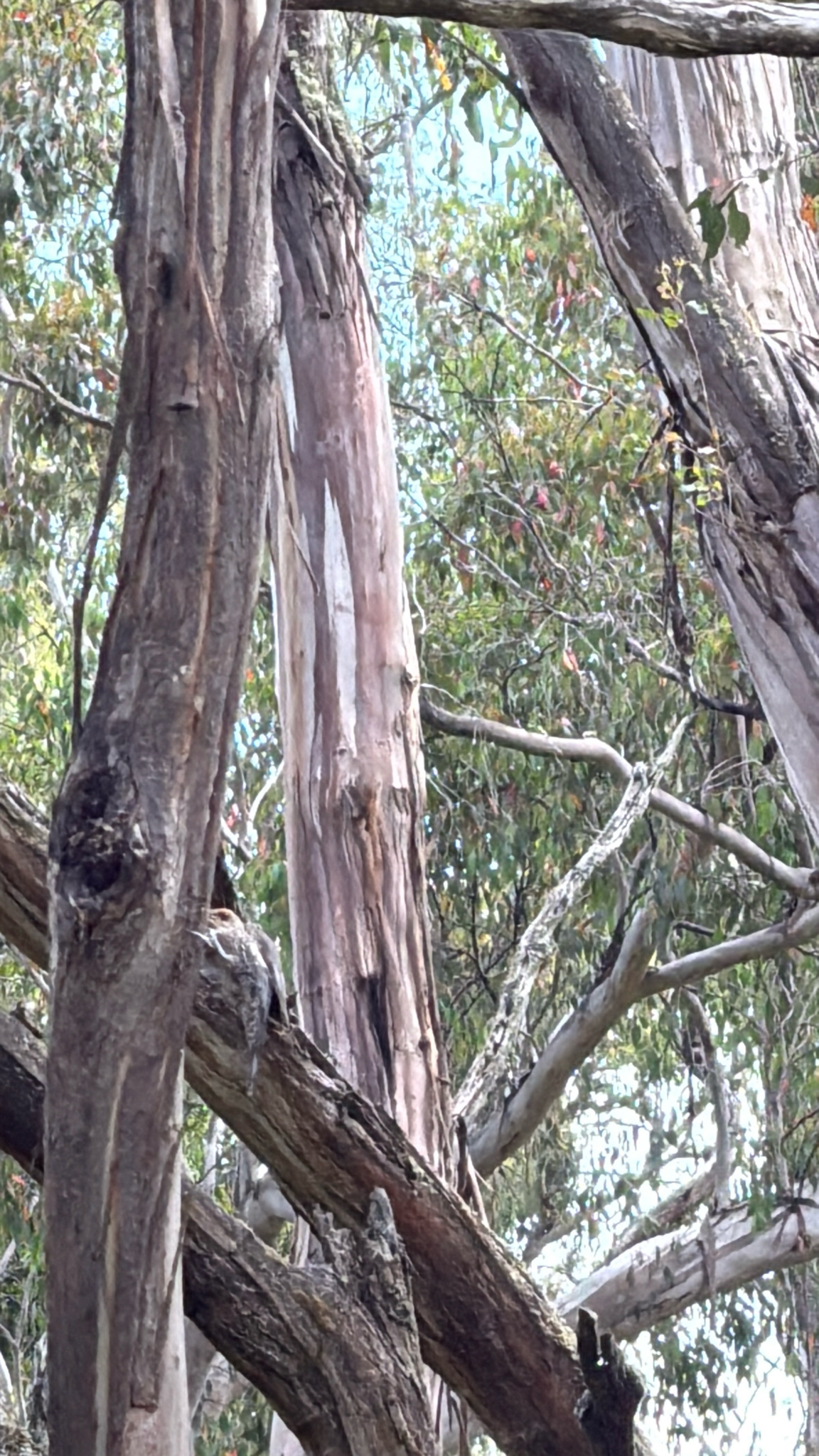 Red-browed Treecreeper (Climacteris erythrops), photo 5