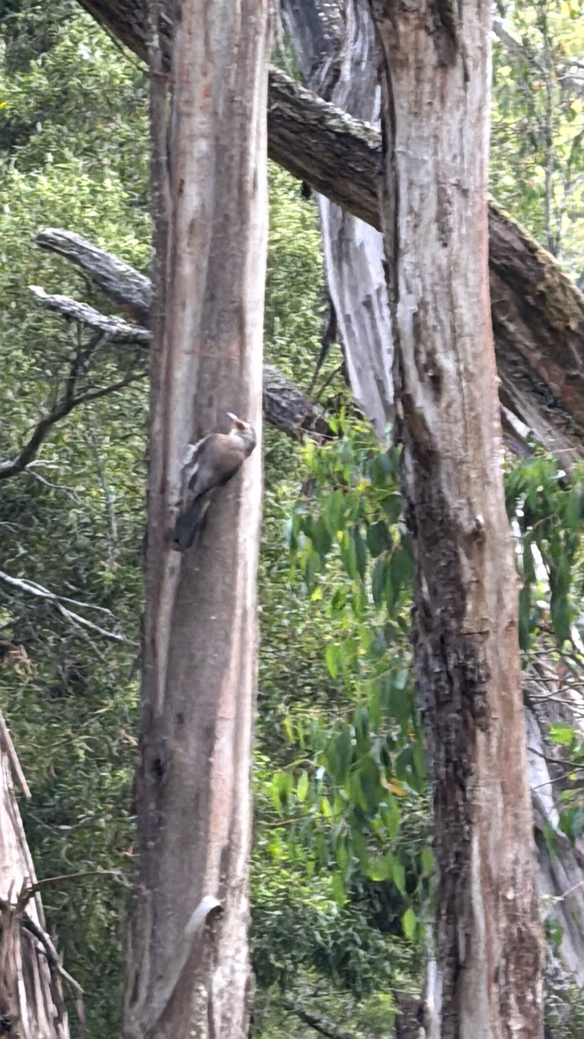Red-browed Treecreeper (Climacteris erythrops), photo 1