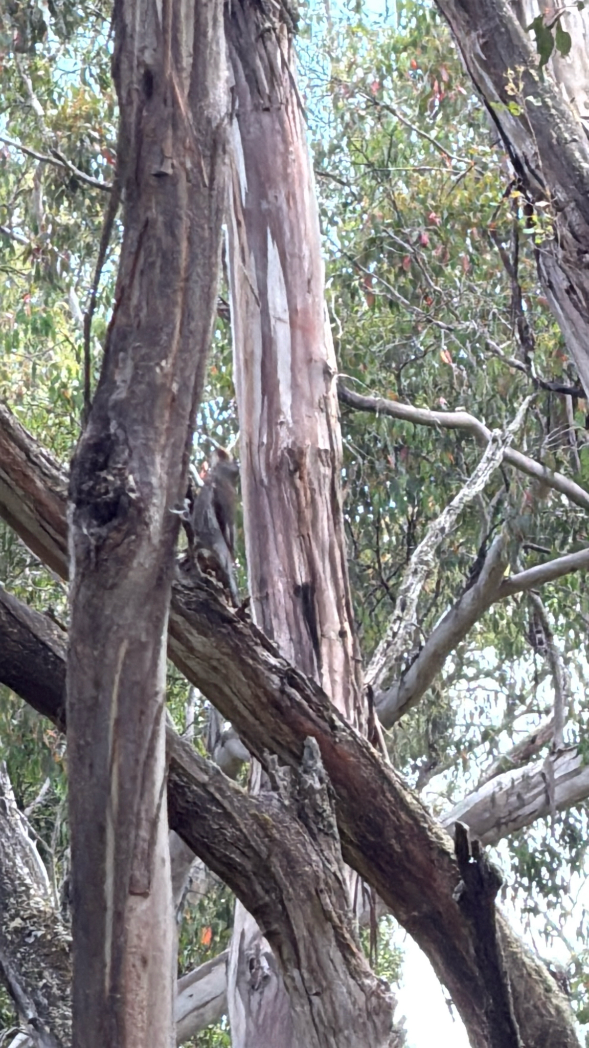Red-browed Treecreeper (Climacteris erythrops), photo 6