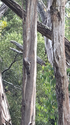 Red-browed Treecreeper (Climacteris erythrops), photo 5