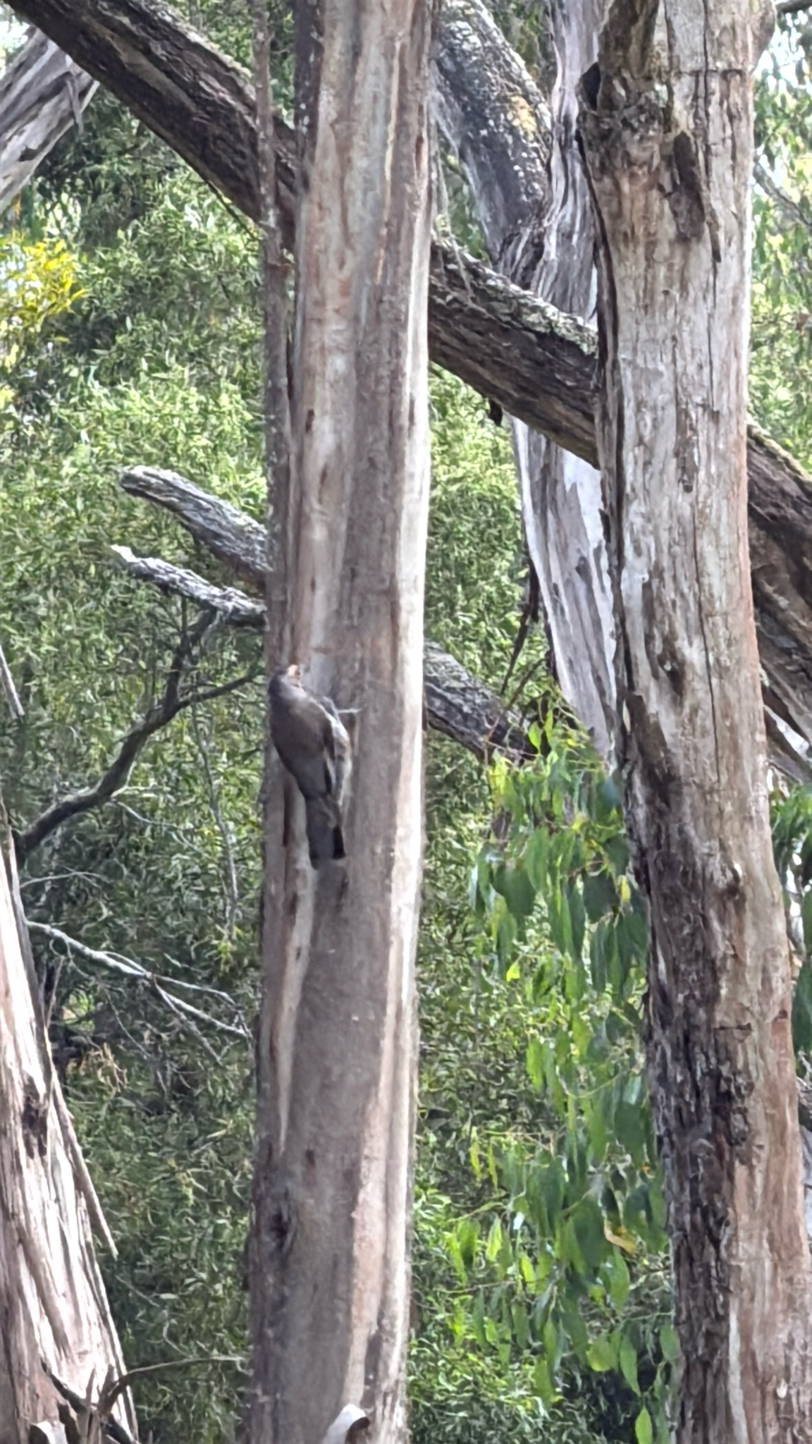 Red-browed Treecreeper (Climacteris erythrops), photo 3