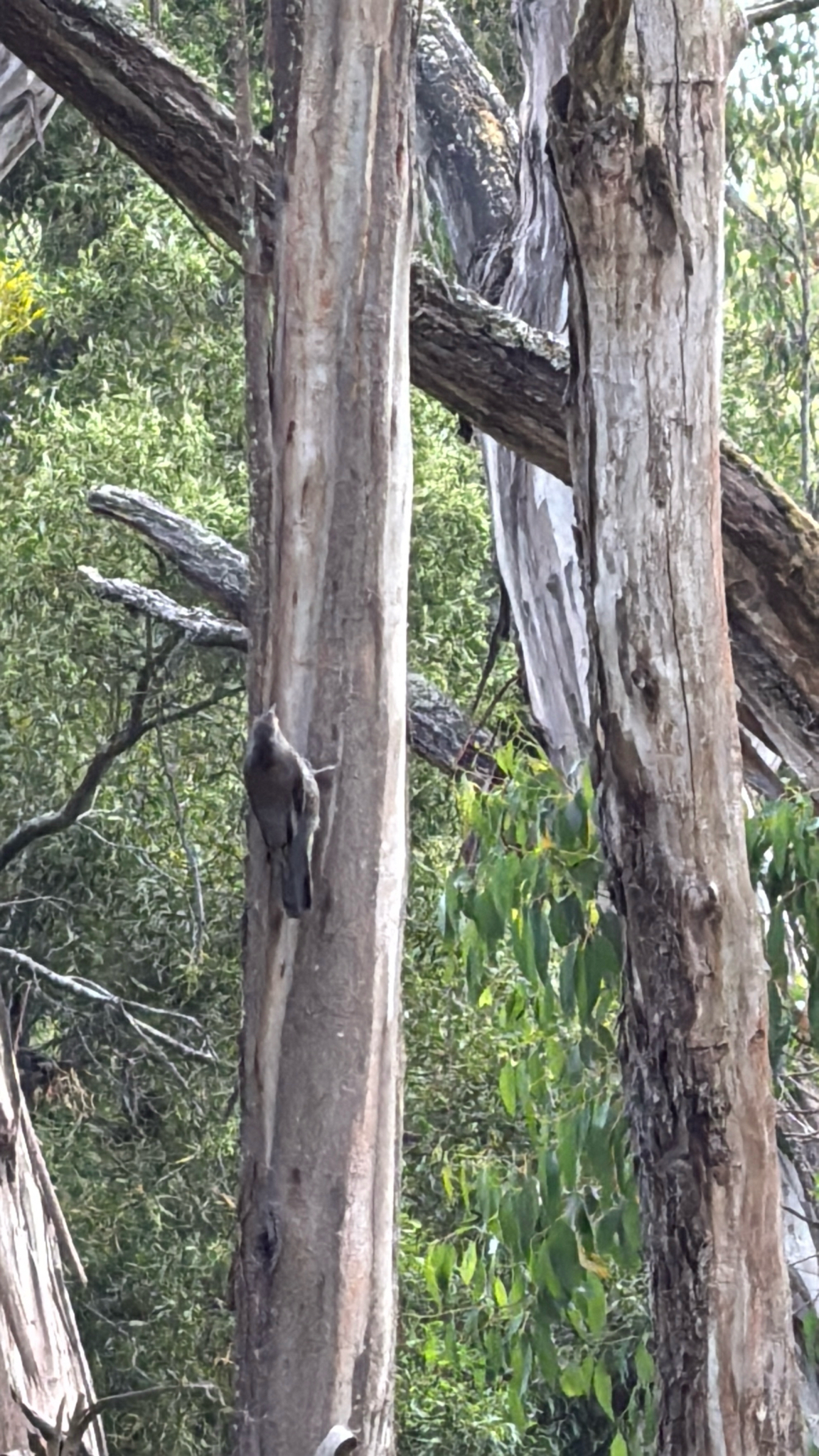 Red-browed Treecreeper (Climacteris erythrops), photo 2