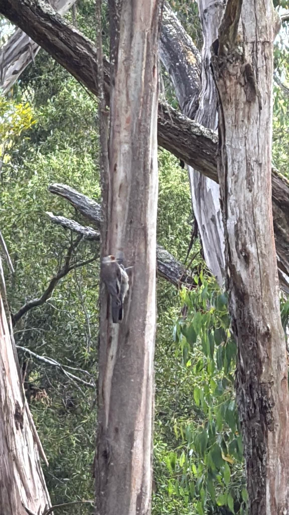 Red-browed Treecreeper (Climacteris erythrops), photo 4