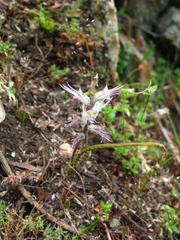 Lachenalia haarlemensis