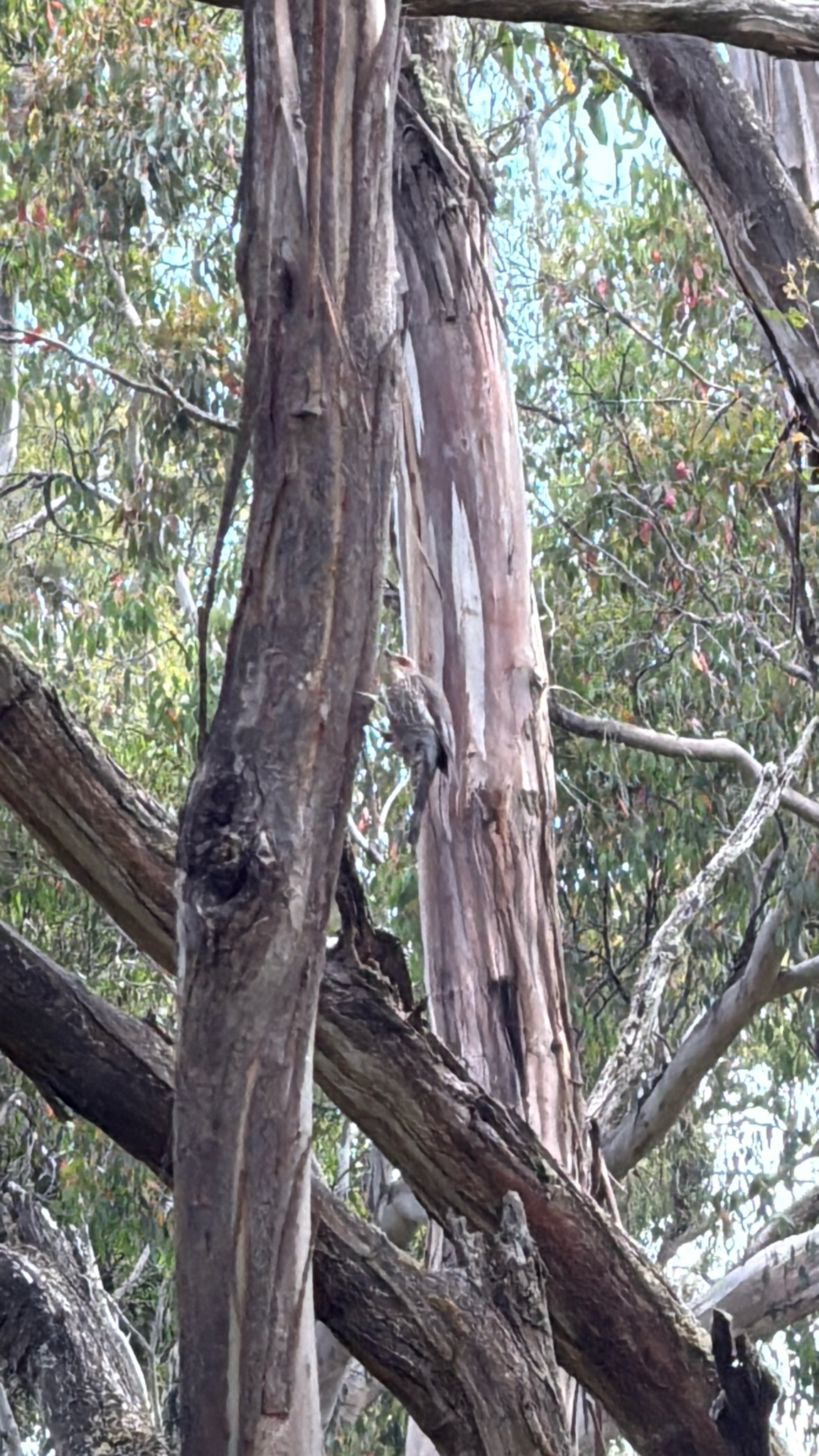 Red-browed Treecreeper (Climacteris erythrops), photo 7