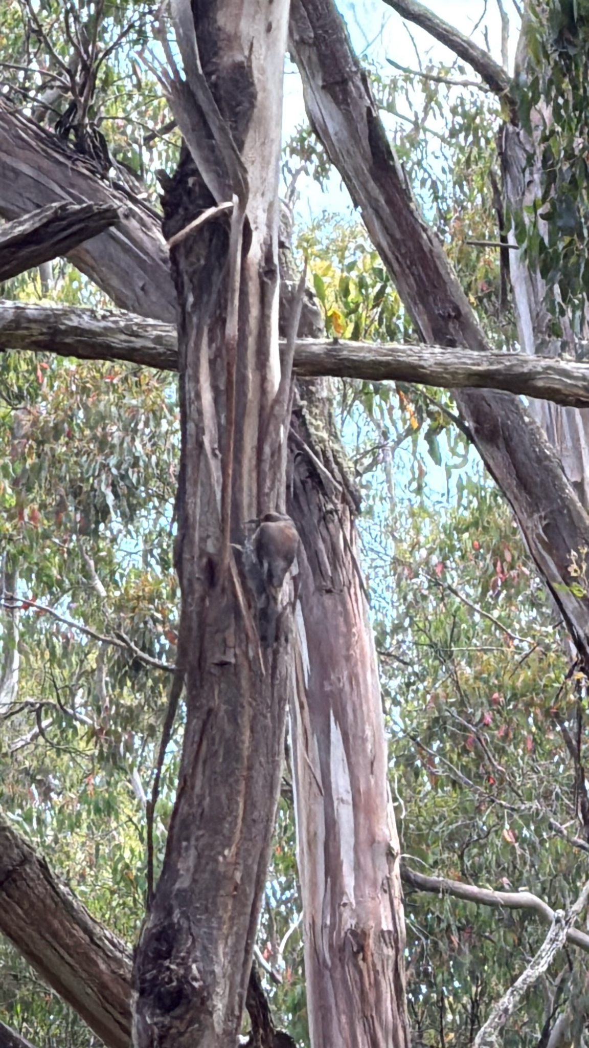 Red-browed Treecreeper (Climacteris erythrops), photo 8