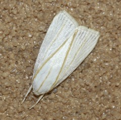 Cryptophasa flavolineata