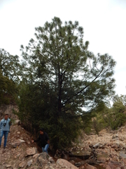 Pinus maximinoi