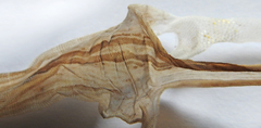 Toropuku inexpectatus