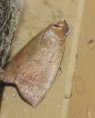 Austrocarea iocephala