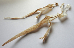 Toropuku inexpectatus