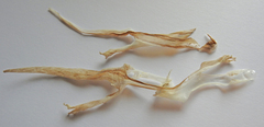 Toropuku inexpectatus