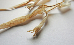 Toropuku inexpectatus