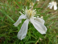 Clematis hexapetala
