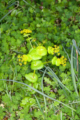 Smyrnium perfoliatum