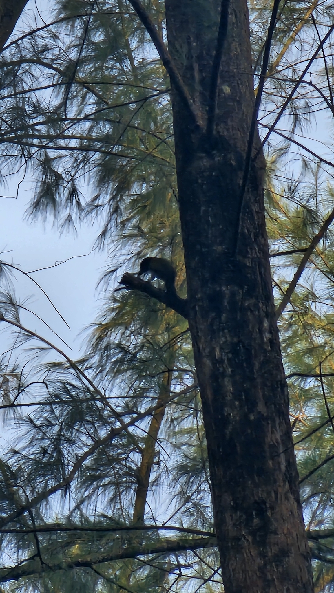 Laced Woodpecker (Picus vittatus), photo 1