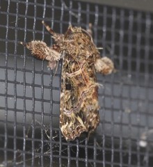 Callopistria rivularis