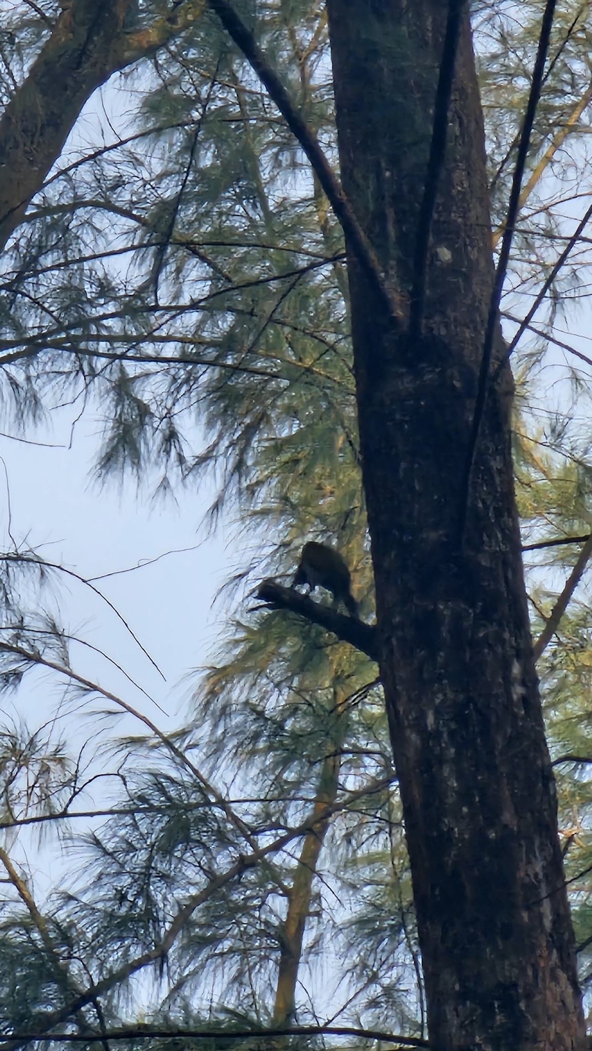 Laced Woodpecker (Picus vittatus), photo 2