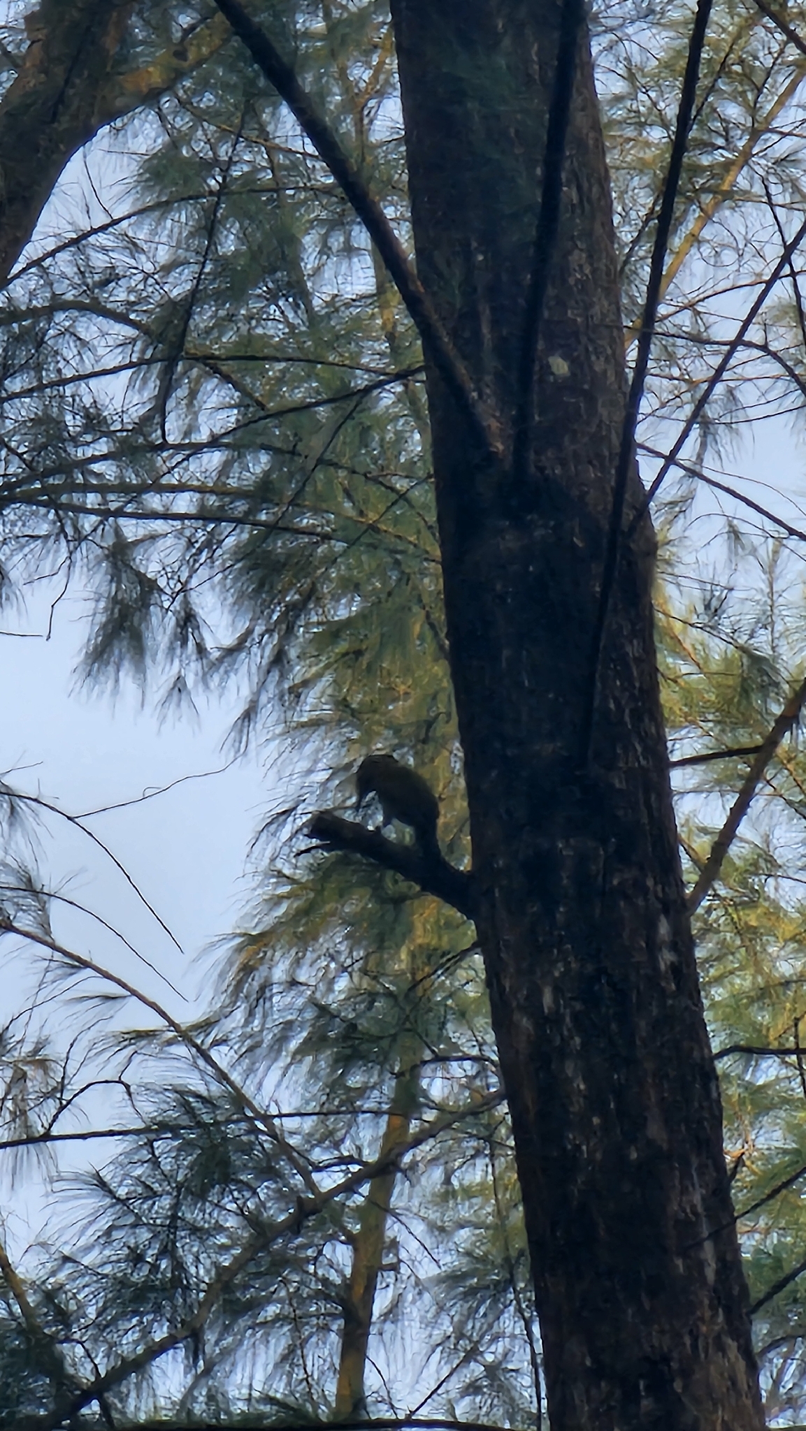 Laced Woodpecker (Picus vittatus), photo 3