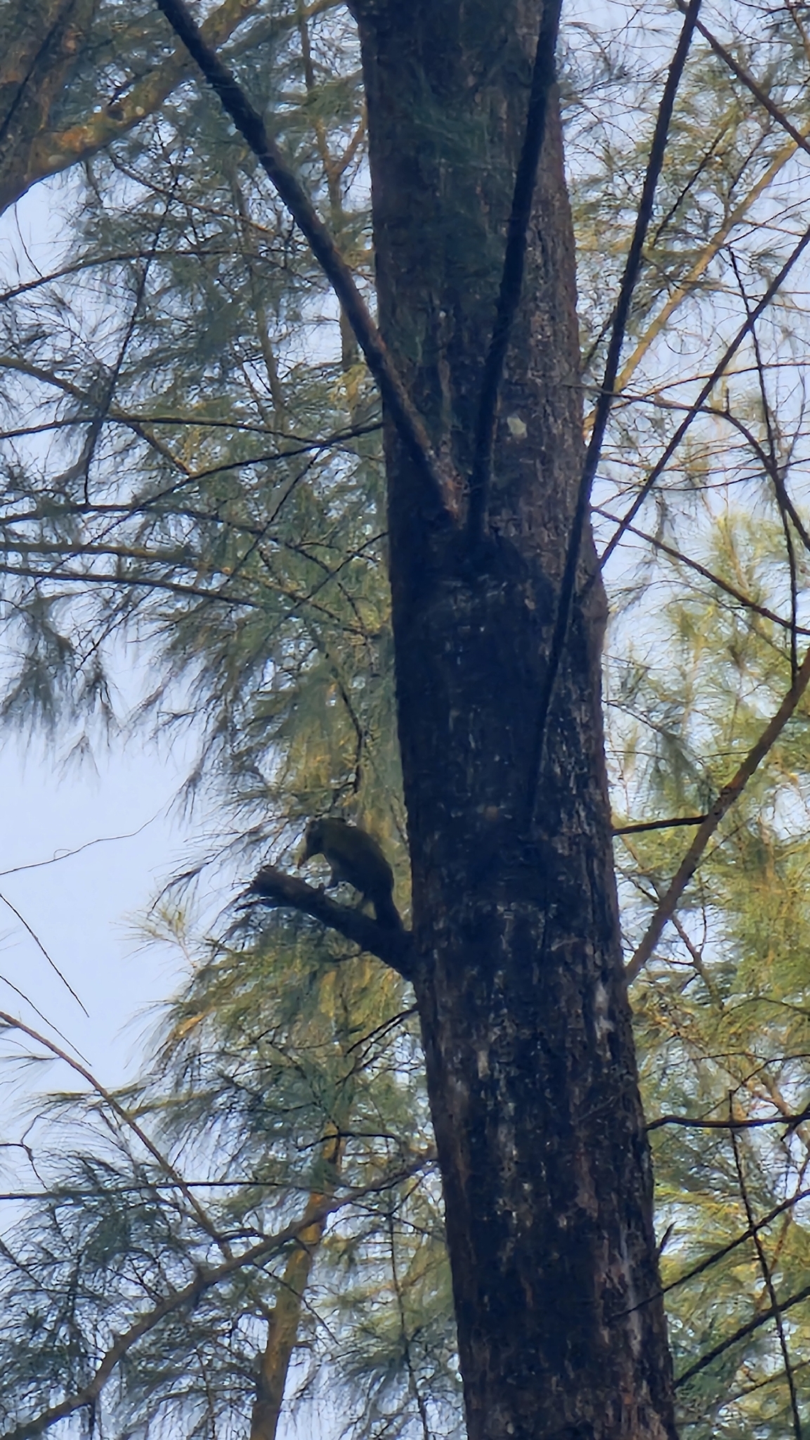 Laced Woodpecker (Picus vittatus), photo 4