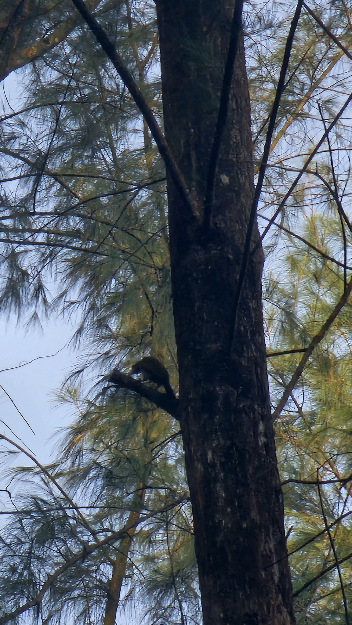 Laced Woodpecker (Picus vittatus), photo 5