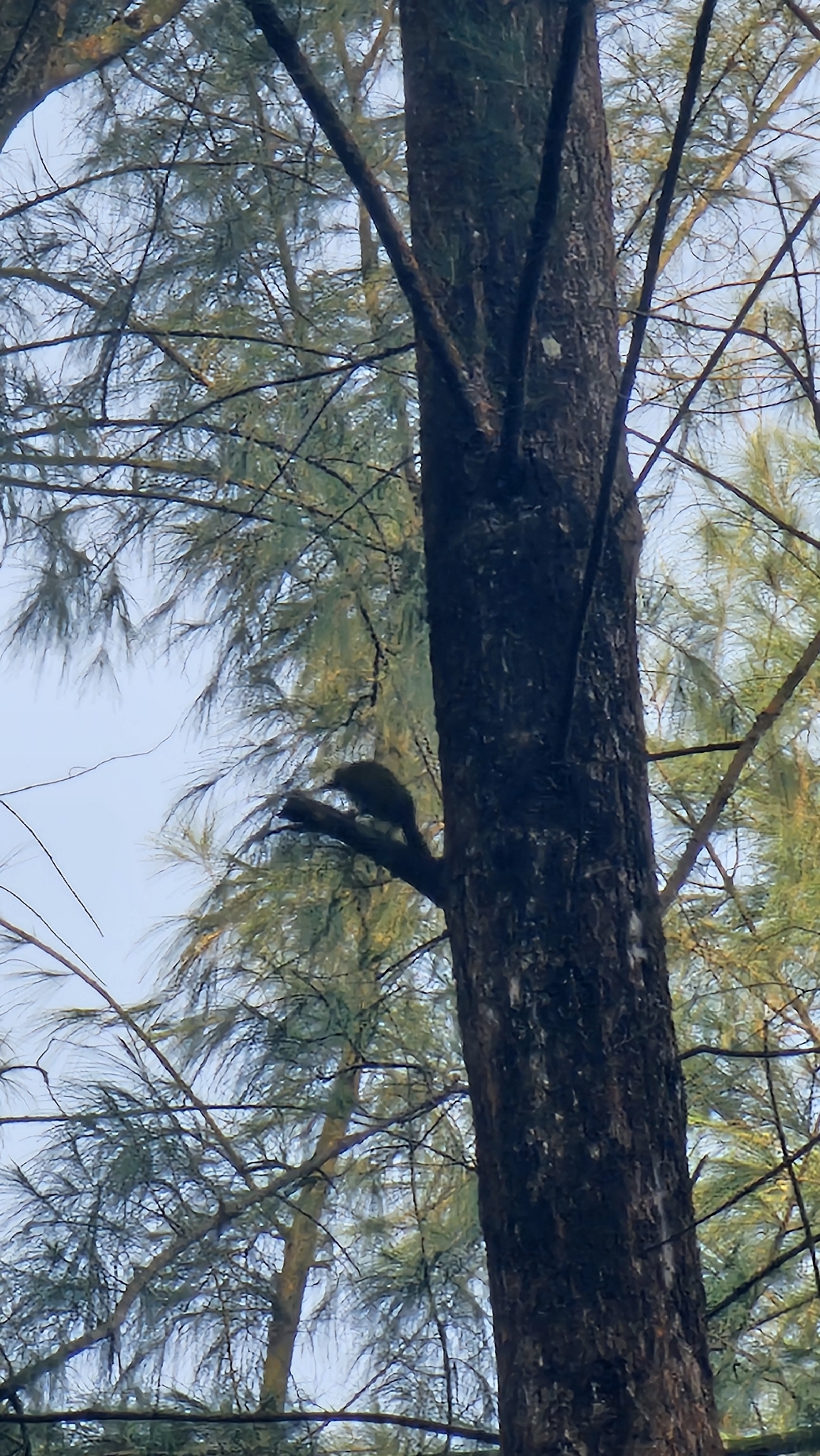 Laced Woodpecker (Picus vittatus), photo 6