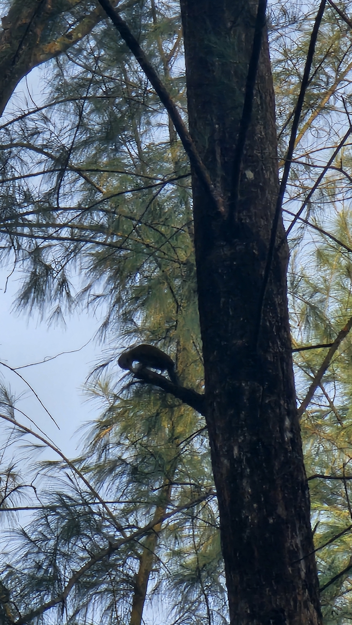 Laced Woodpecker (Picus vittatus), photo 7