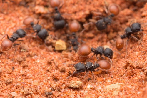 Meranoplus mcarthuriMeranoplus mcarthuri