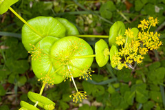 Smyrnium perfoliatum