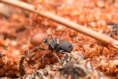 Meranoplus mcarthuri