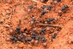 Meranoplus mcarthuri