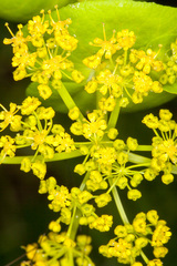 Smyrnium perfoliatum