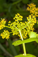Smyrnium perfoliatum