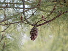 Pinus maximinoi