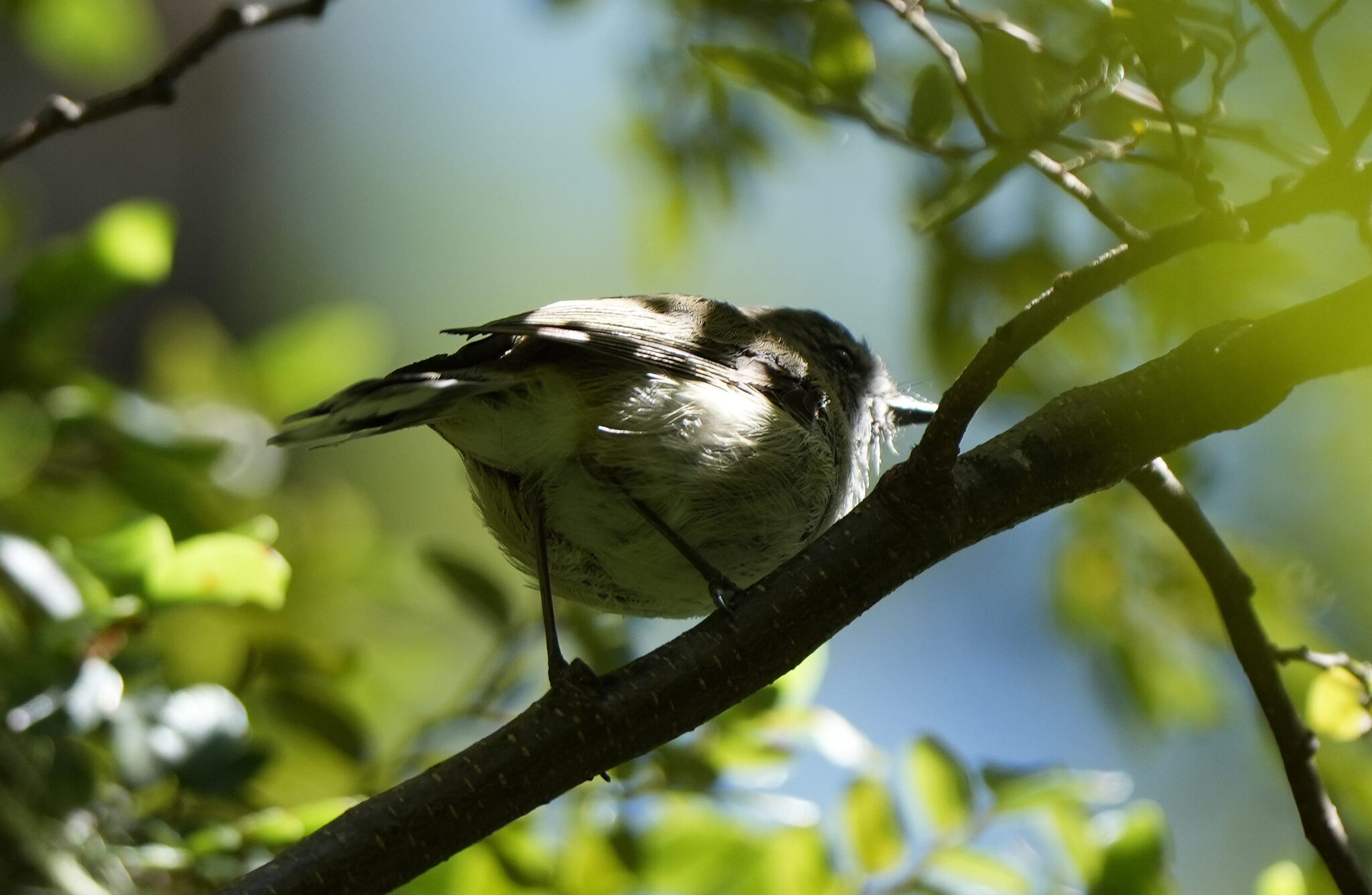 Grey Gerygone (Gerygone igata), photo 4