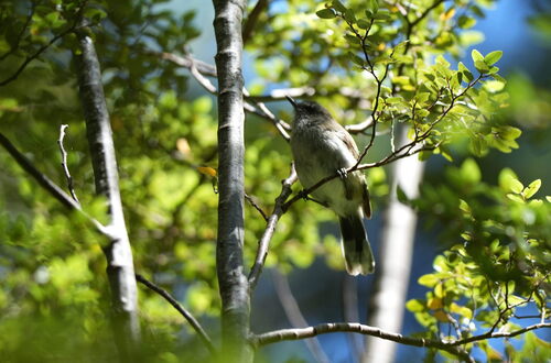 Grey Gerygone (Gerygone igata), photo 3