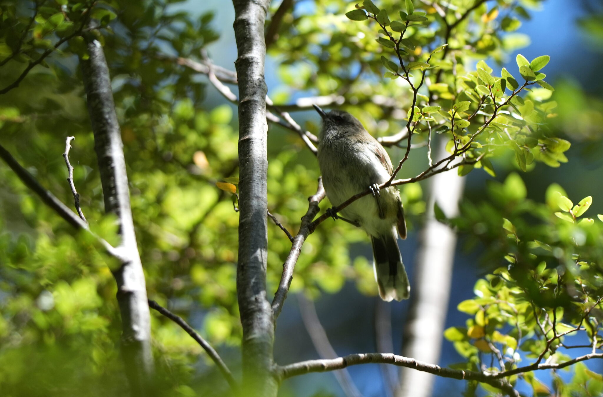 Grey Gerygone (Gerygone igata), photo 3