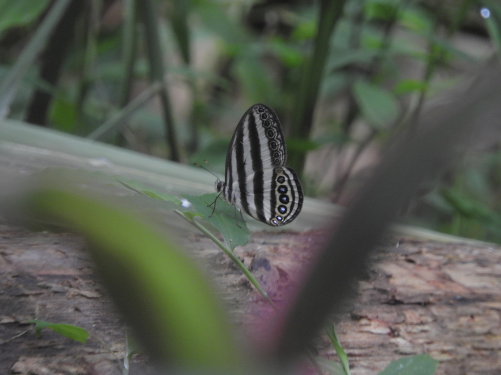 Ragadia makuta (Ragadia makuta)